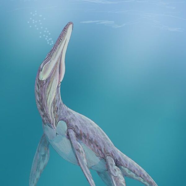 An artist’s interpretation of a Jurassic plesiosaur. Fossils from a plesiosaur discovered in West Texas are the only fossils from a Jurassic vertebrate found and described in the state. The University of Texas at Austin led the research. Credit: Wikimedia commons.