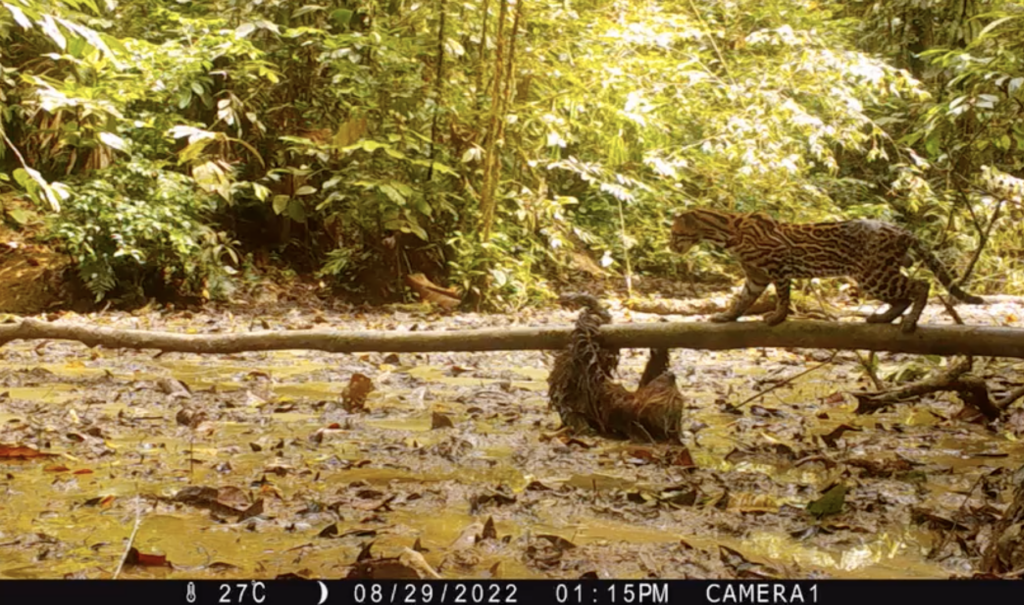 Sloth vs. Ocelot: Sloth Wins! - UT News