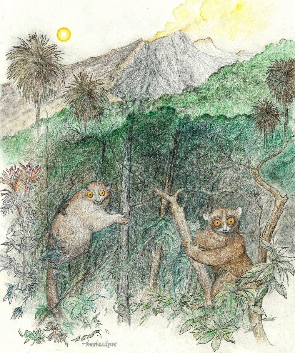 Mytonius and Ourayia redu