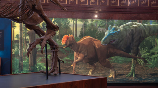 A mural shows a green tyrannosaur attacking a smaller orange one.