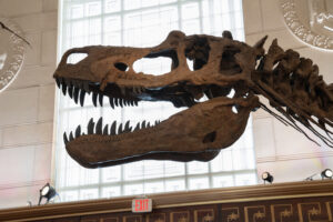 Skull of new tyrannosuar
