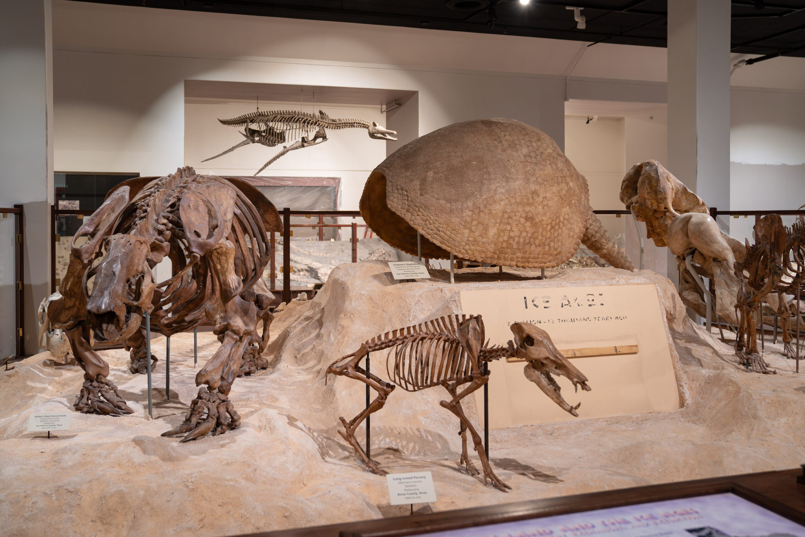 Fossils in the Paleontology Gallery