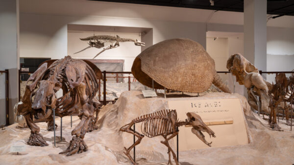 Fossils in the Paleontology Gallery