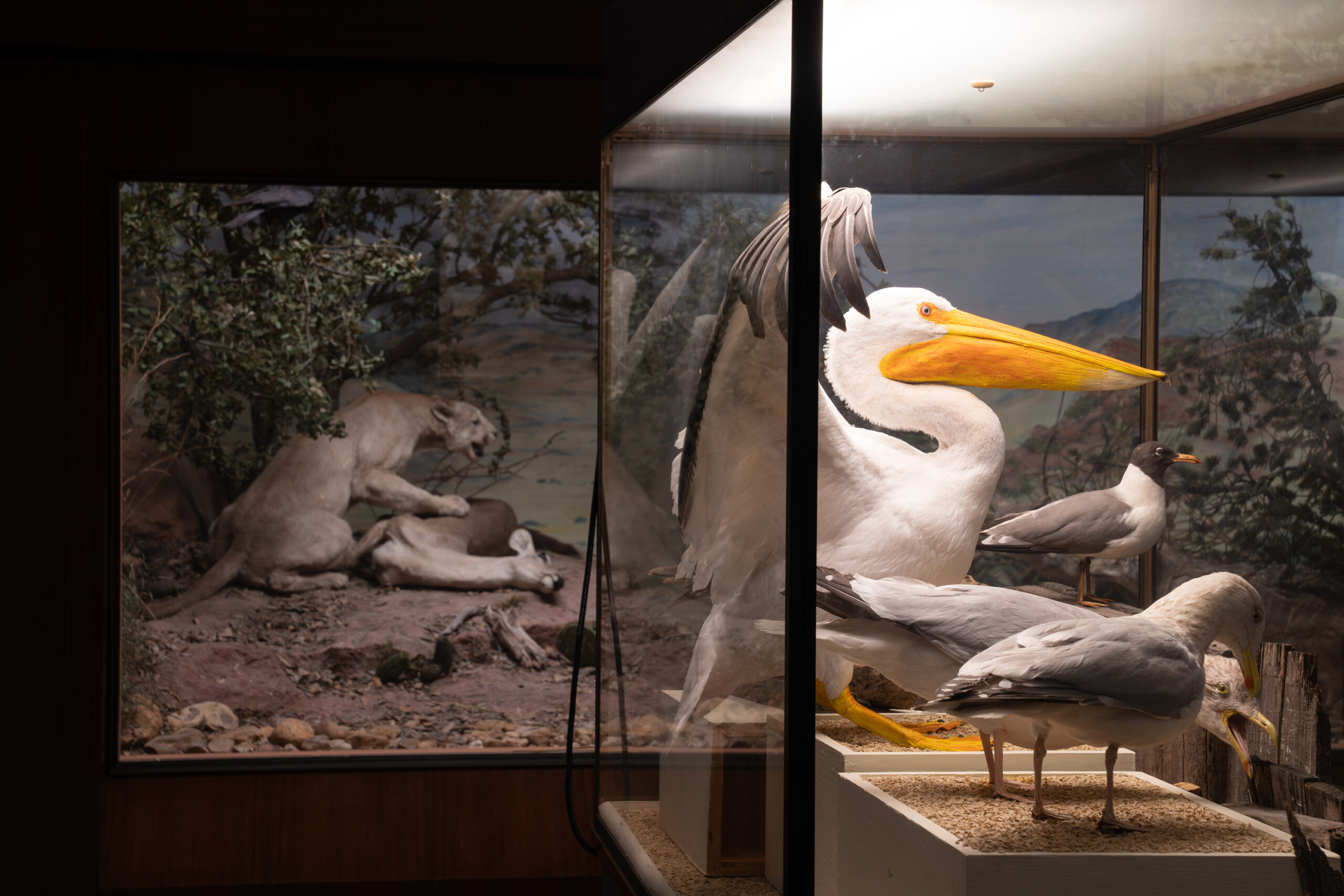 Mountain lion and white pelican