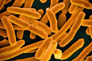 Microscopic image of E.coli bacteria.