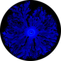 Blue and black image of a bacterial swarm on a laboratory plate.