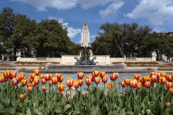 Tower and Littlefield Fountain with tulips 2023