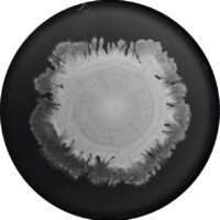 Black and grey image of a bacterial swarm on a laboratory plate.