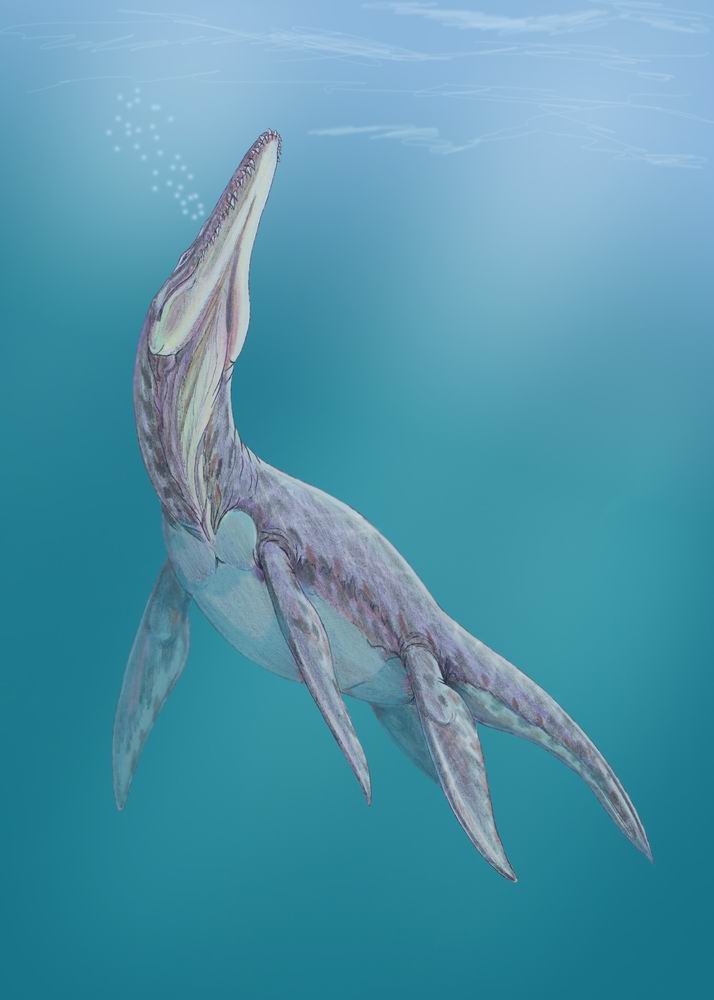 An artistâs interpretation of a Jurassic plesiosaur. Fossils from a plesiosaur discovered in West Texas are the only fossils from a Jurassic vertebrate found and described in the state. The University of Texas at Austin led the research. Credit: Wikimedia commons.