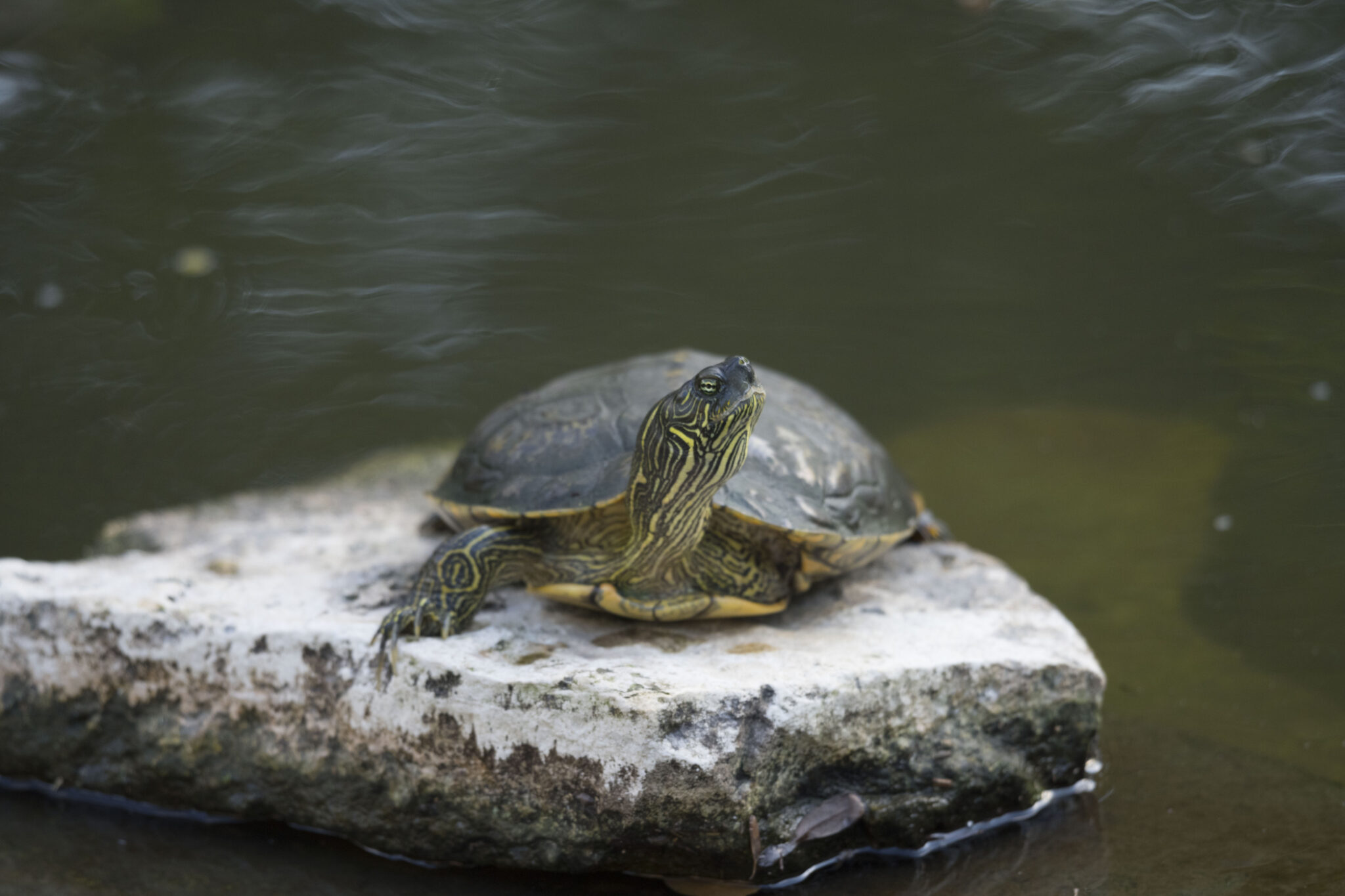 What Happens to the UT Turtles When it Gets Cold Outside? - UT News