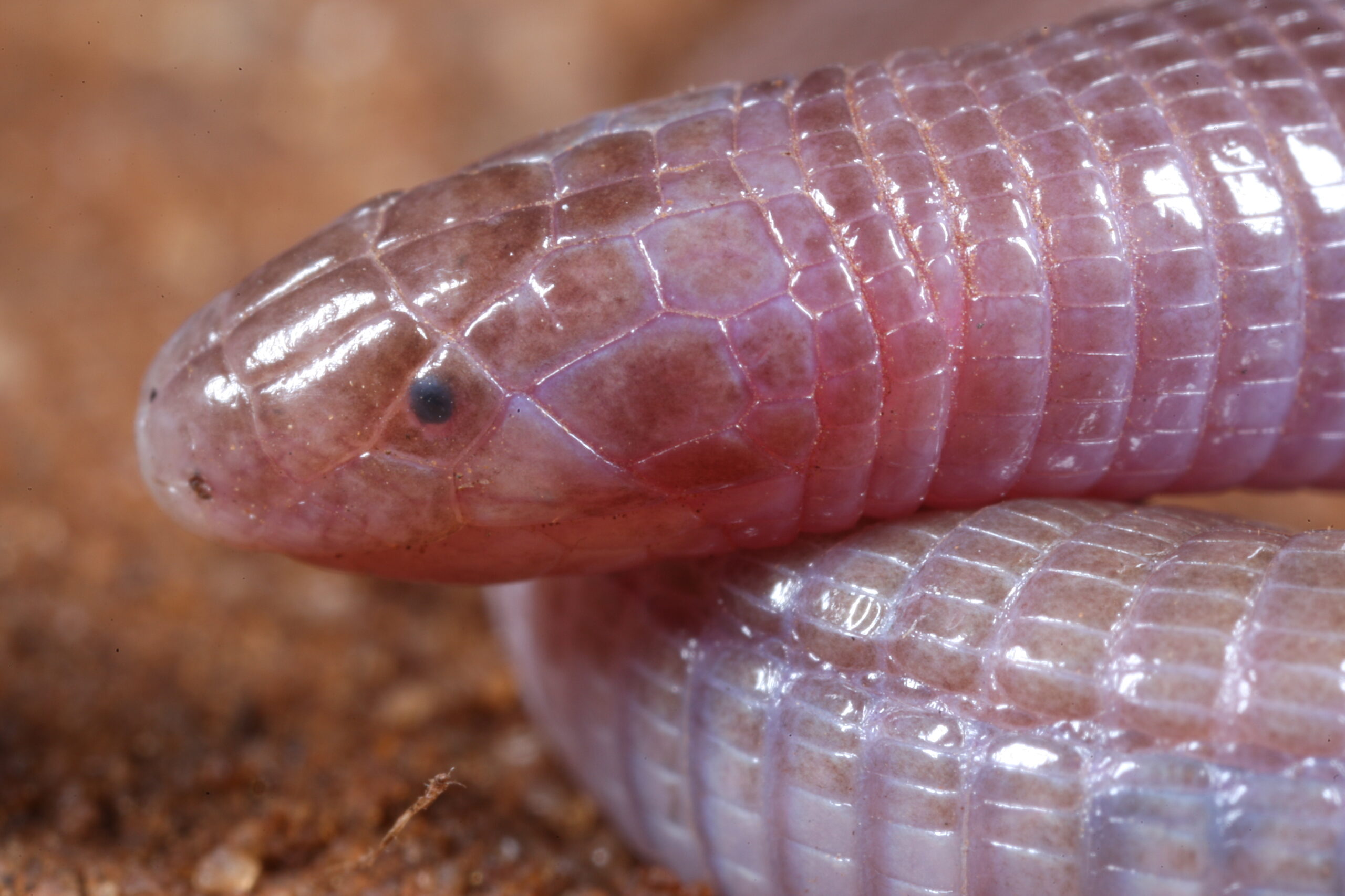 Bizarre Worm-Lizard's Secrets Revealed in CT Scans - UT News