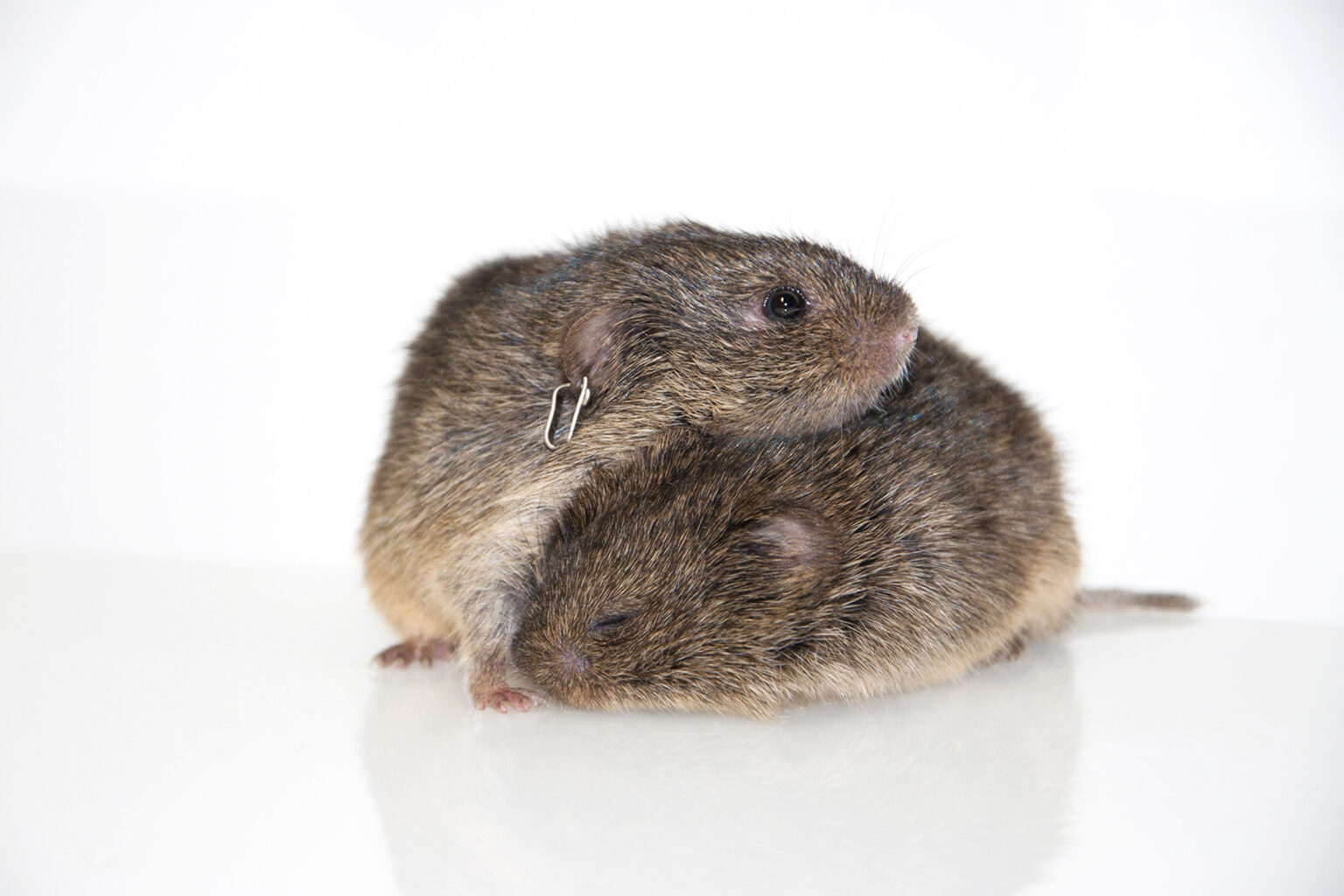 Two furry rodents snuggling