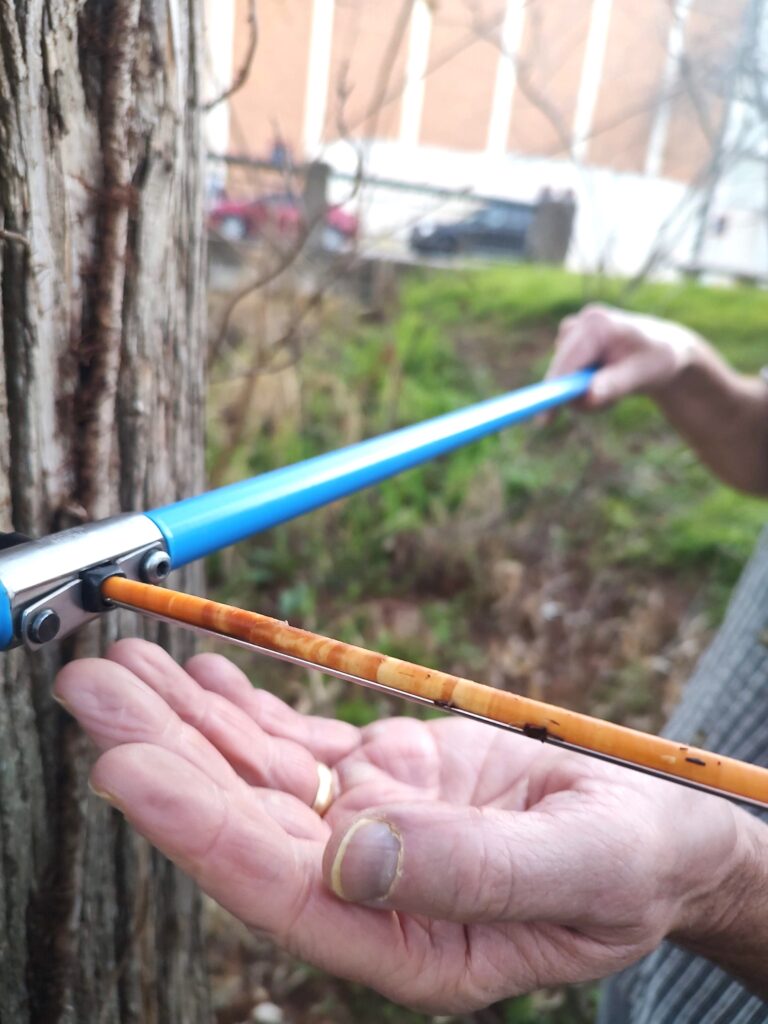 A thin clear tube coming out of a tree shows a cross section of the rings inside.