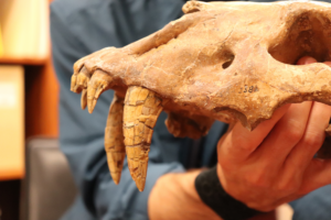 A man holds the skull of an ancient large cat, featuring a large canine tooth.