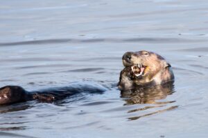 A sea otter eating a marine animal