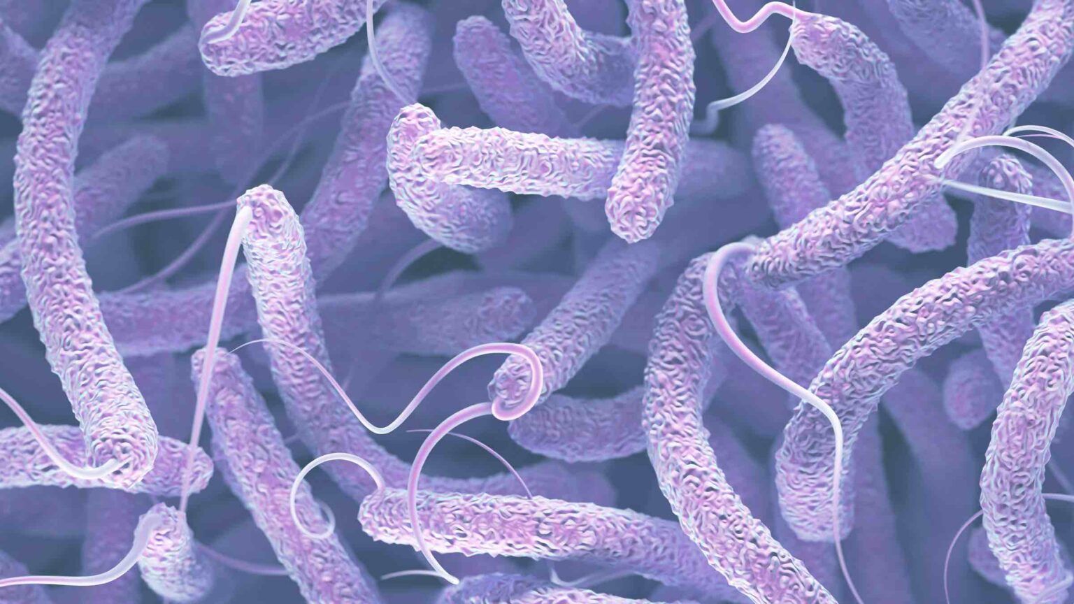 vibrio-cholerae-bacteria-feature[37]