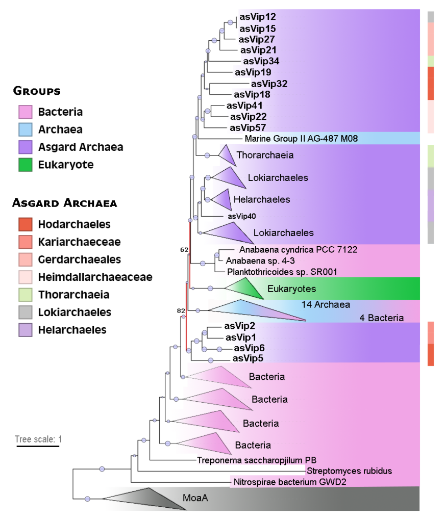 A kind of family tree with branches representing how different versions of a protein found in different organisms relate to each other