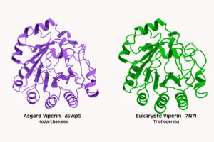 Two curly ribbons, one purple and one green, represent the three dimensional shapes of two related proteins