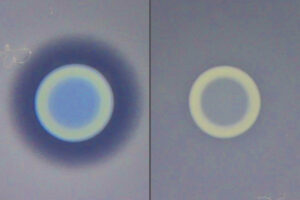 There are two images side-by-side. In the image on the left, a dark ring separates a blue disk in the middle from a field of grey surrounding the disk. The image on the right is similar, except there is no dark ring.