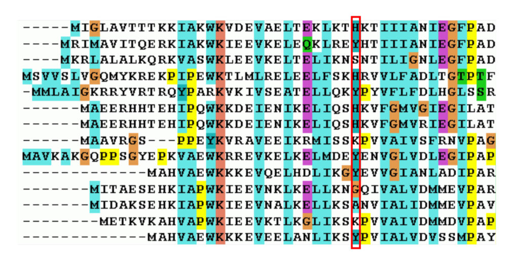 A spreadsheet with about a dozen rows and about two dozen columns in which each field contains a single letter representing an amino acid in a sequence that makes up a protein