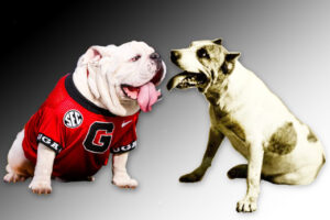 Bulldog mascot Uga and pit bull terrier Pig Bellmont facing off like in a boxing poster