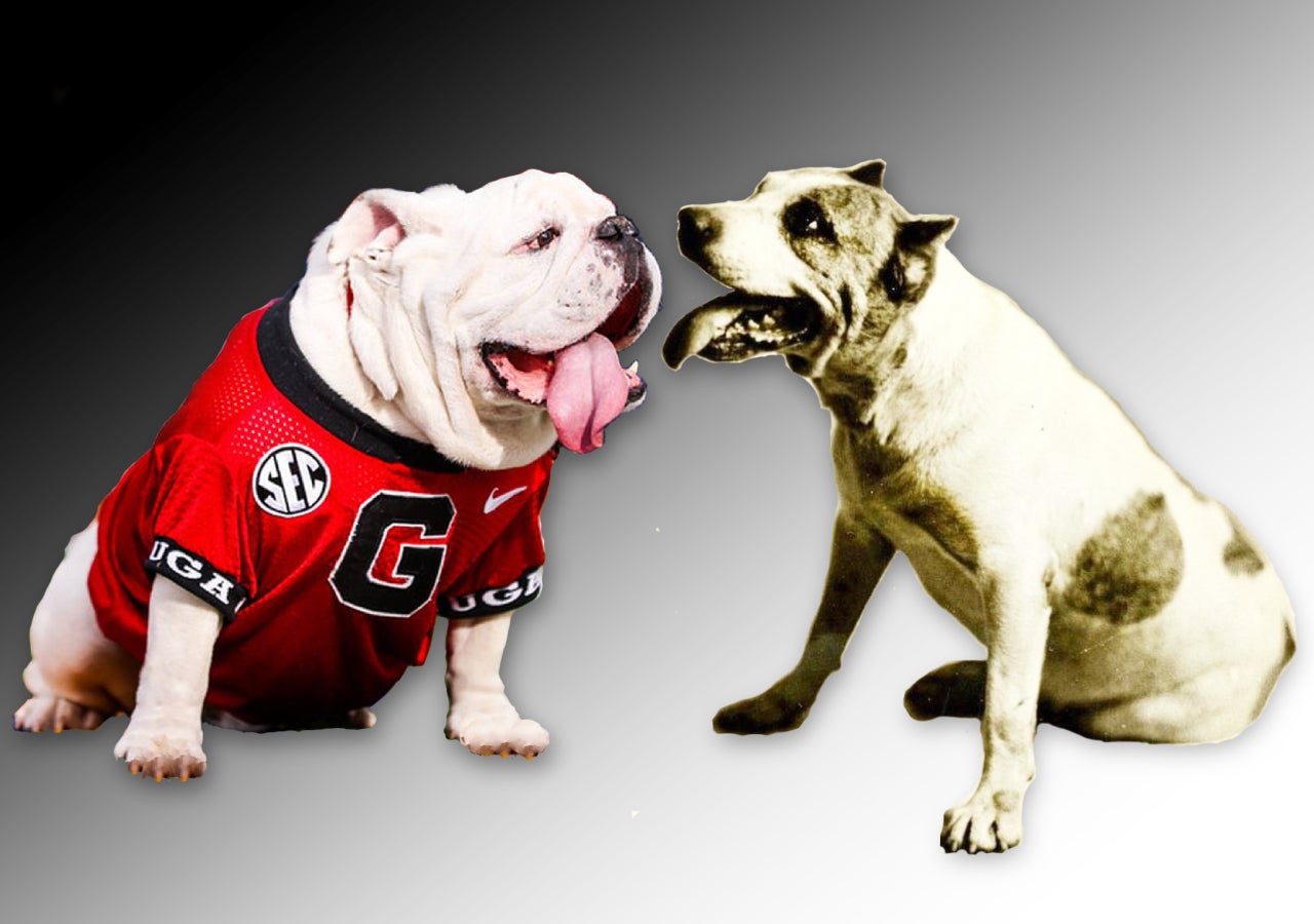 Bulldog mascot Uga and pit bull terrier Pig Bellmont facing off like in a boxing poster