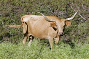 1621px-Texas_Longhorn_cow