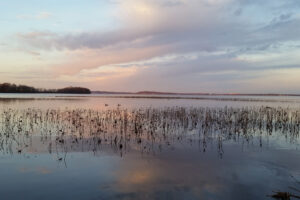 A lake at sunset with reeds poking up above the surface