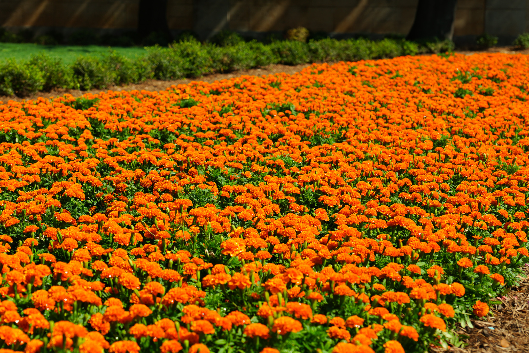 Orange flowers on the University of Texas at Austin campus