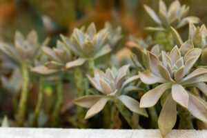 Succulents on the University of Texas at Austin campus