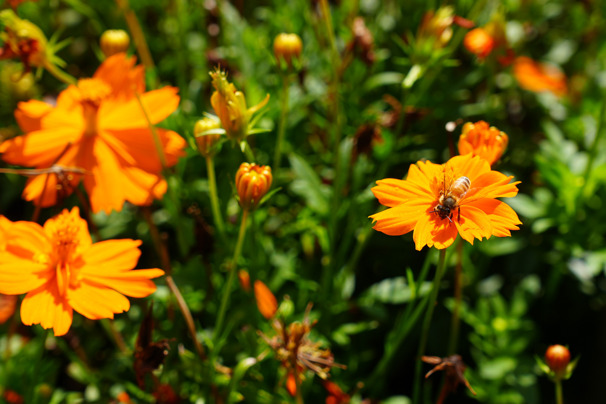 A bee on an orange flower on the University of Texas at Austin campus