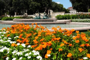 Orange and white flowers bloom in front of a fountain on the University of Texas at Austin campus.