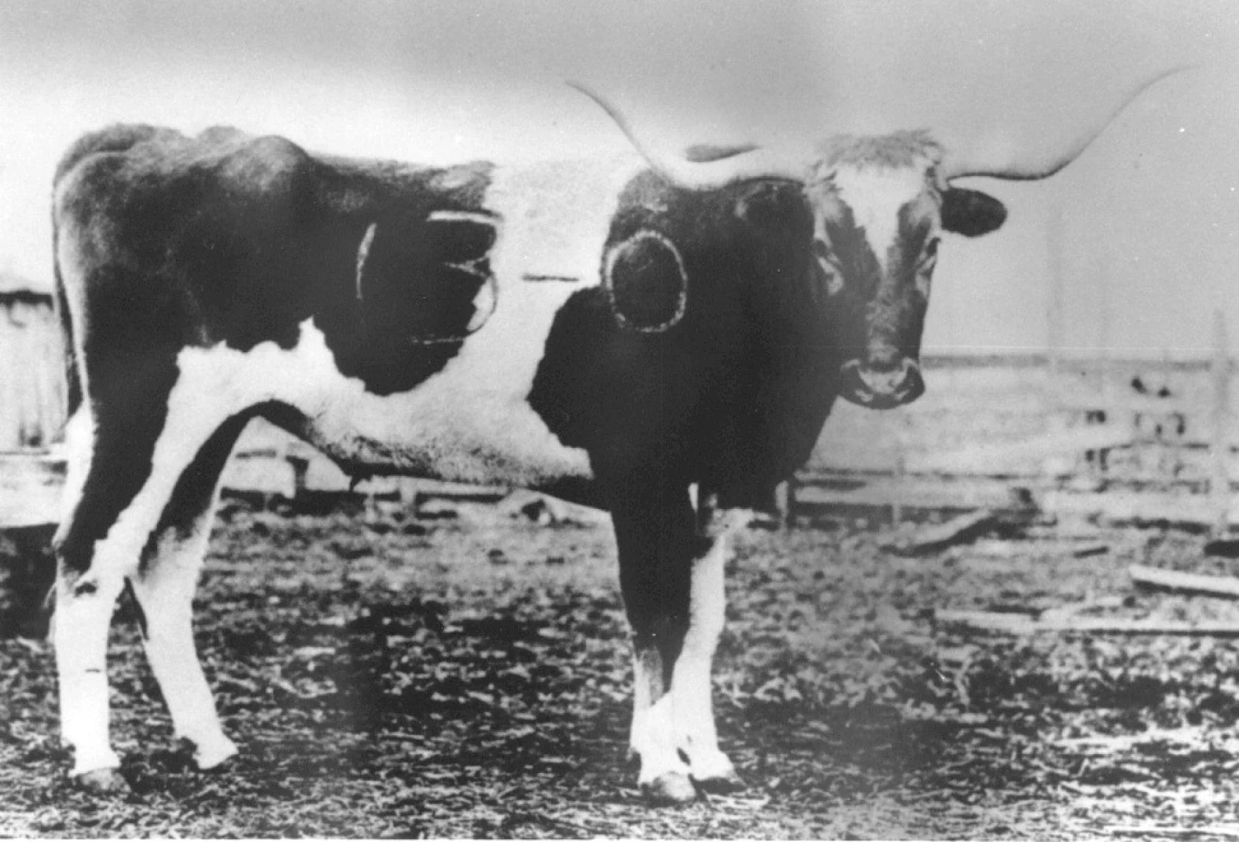Black and white photos of a longhorn steer with 13-0 branded on its torso