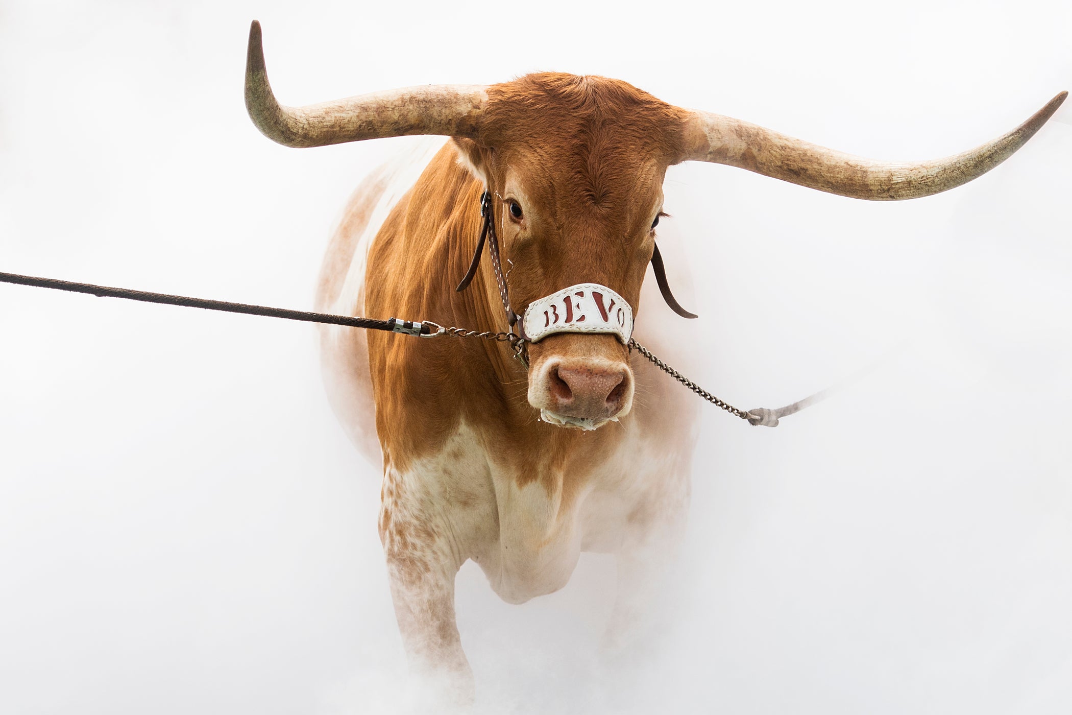 A longhorn emerging from fog with Bevo spelled our on his bridle