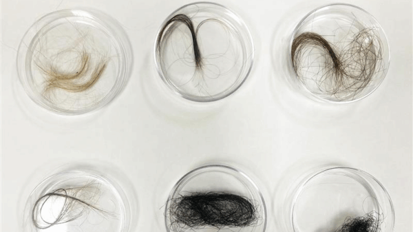 Six petri dishes with hair samples.