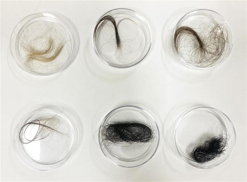 Six petri dishes with hair samples.