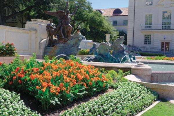 Orange calalillies growing next to Littlefield Fountain