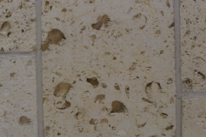 cordova-shell-limestone-03