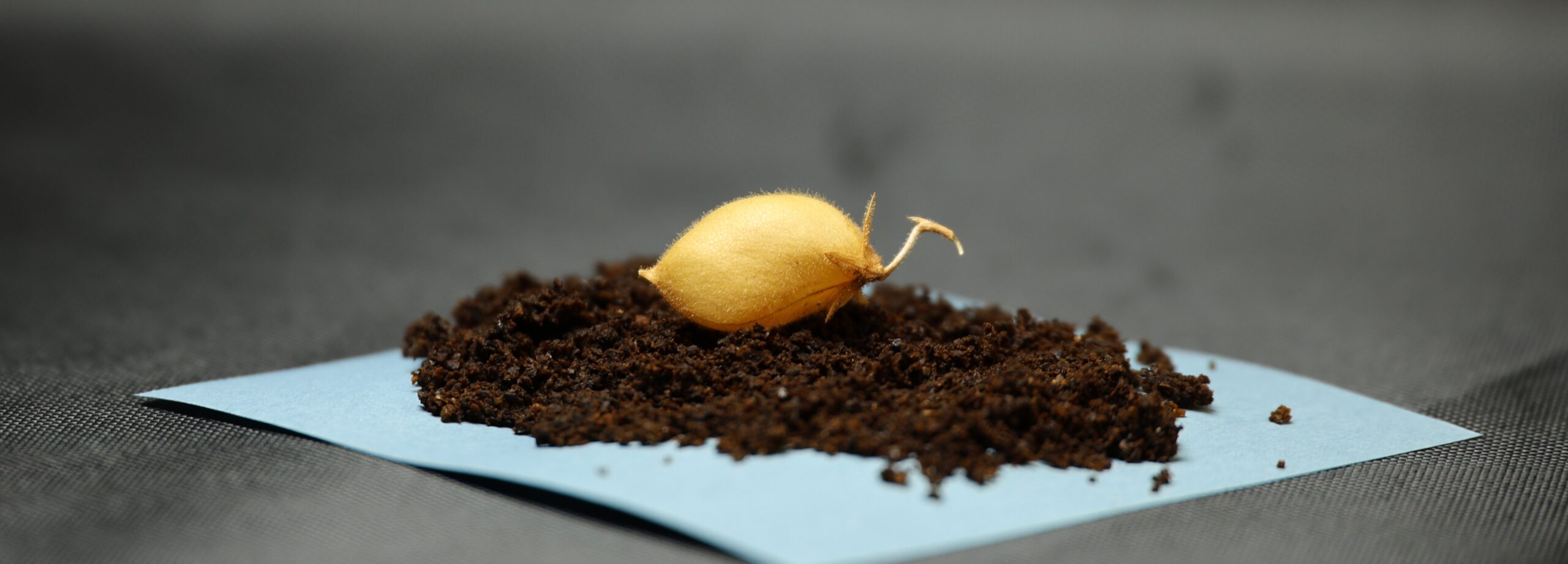 Seed pod on top of soil