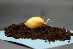 Seed pod on top of soil