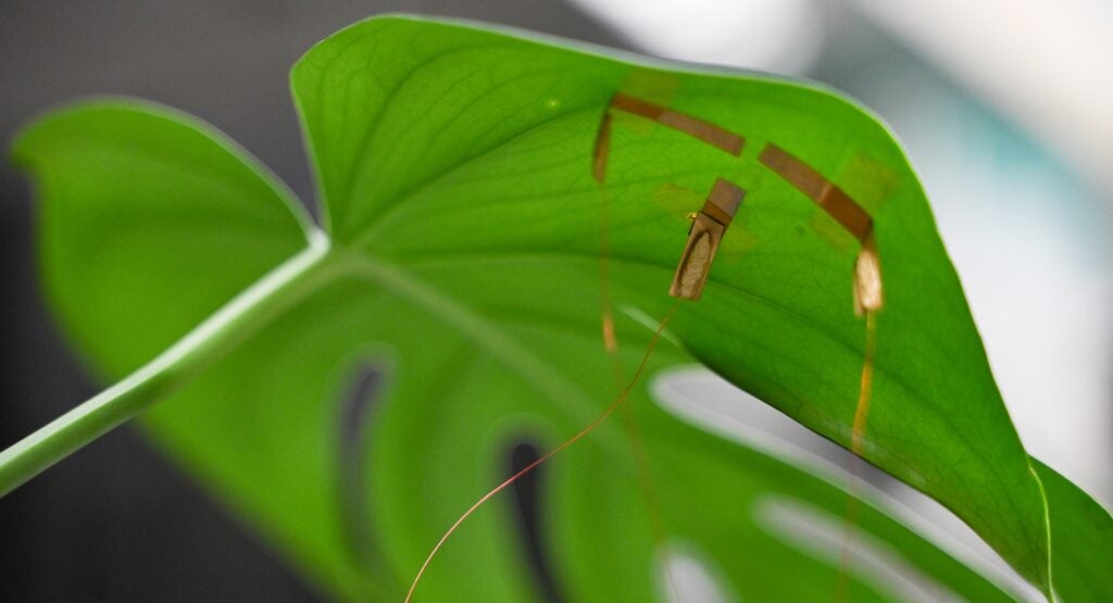 Photo of e-tattoo attached to underside of a plant leaf. 