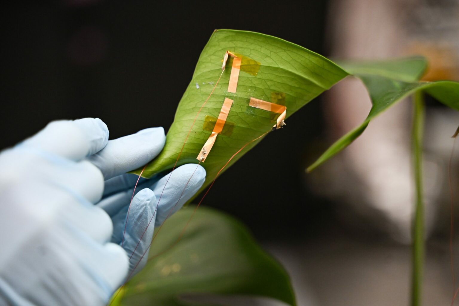 植物葉の水分をリアルタイム測定するセンサー開発（Plants Need Water? Breakthrough Sensor Measures Leaf Hydration in Real Time）