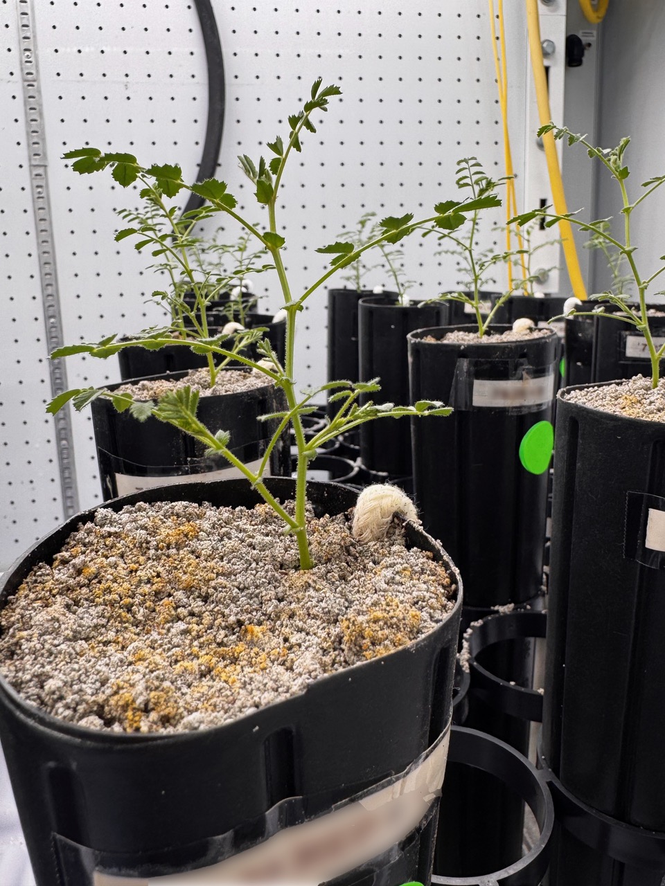 plants in black barrels