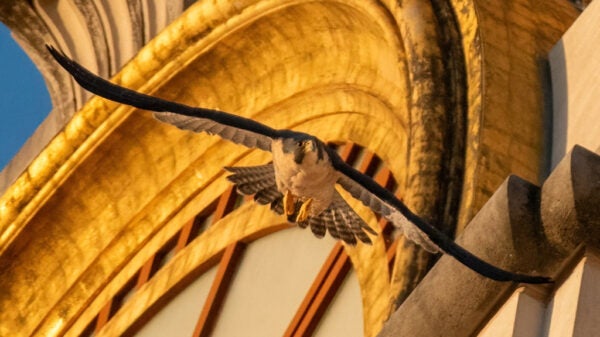 55027153850_8d8199a3f7_b