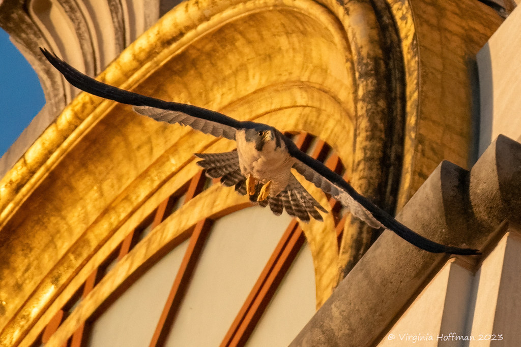 Tessie, a falcon flying by the UT Tower clock.