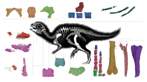 Illustration showing bones of Doolysaurus. 