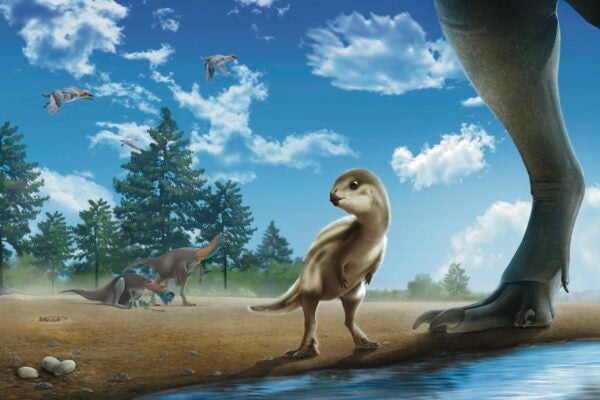 An artistic depiction of a newly discovered dinosaur species named Doolysaurus.
