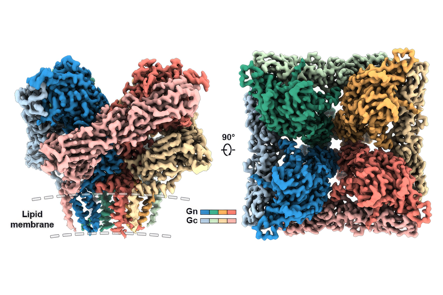 Rendering of 3D Hantavirus map.