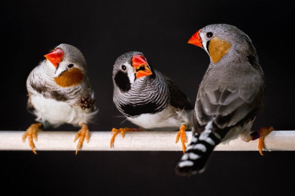 zebra-finch-males_by-Raina-Fan_2400x1600