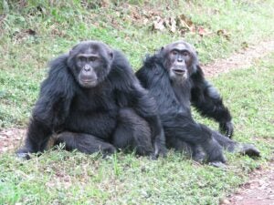 Two chimpanzees sit on the forest floor. 